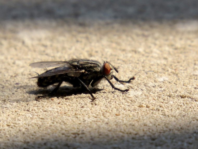 Муха спит