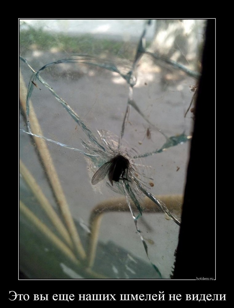 Муха за ВДВ