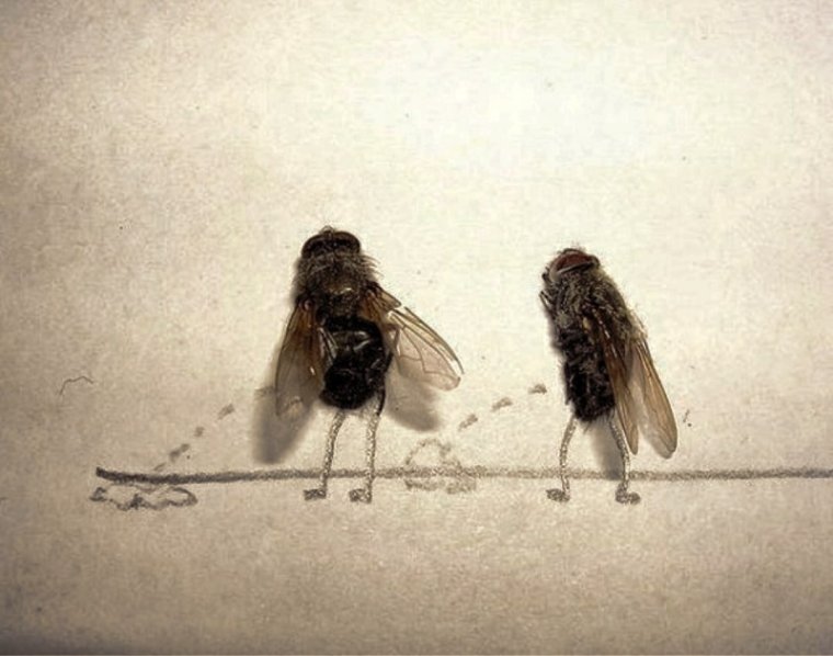 Смешная Муха