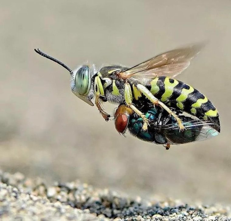 Пьяная Муха