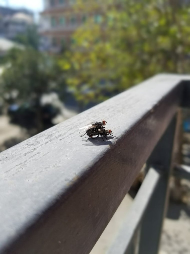 Челябинская Муха в стекле