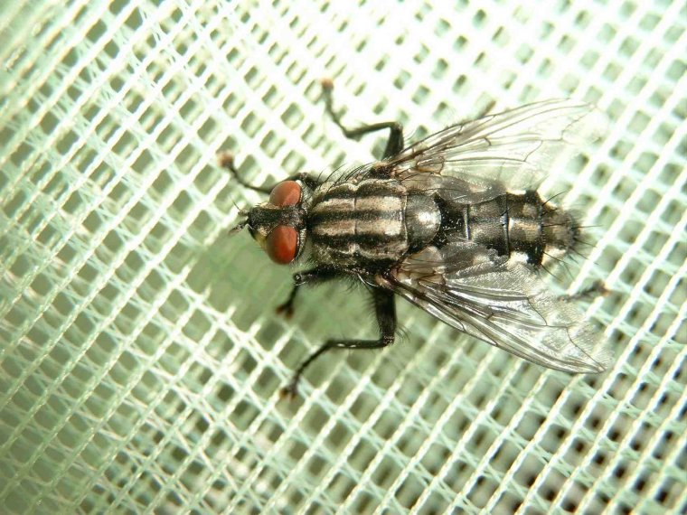 Домовая Муха