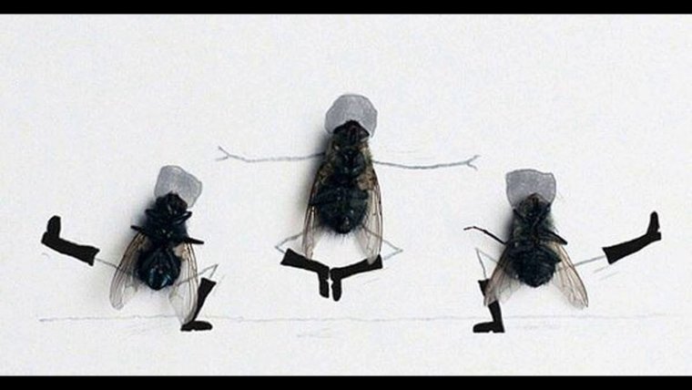 Муха пессимист Муха оптимист Муха сетевик