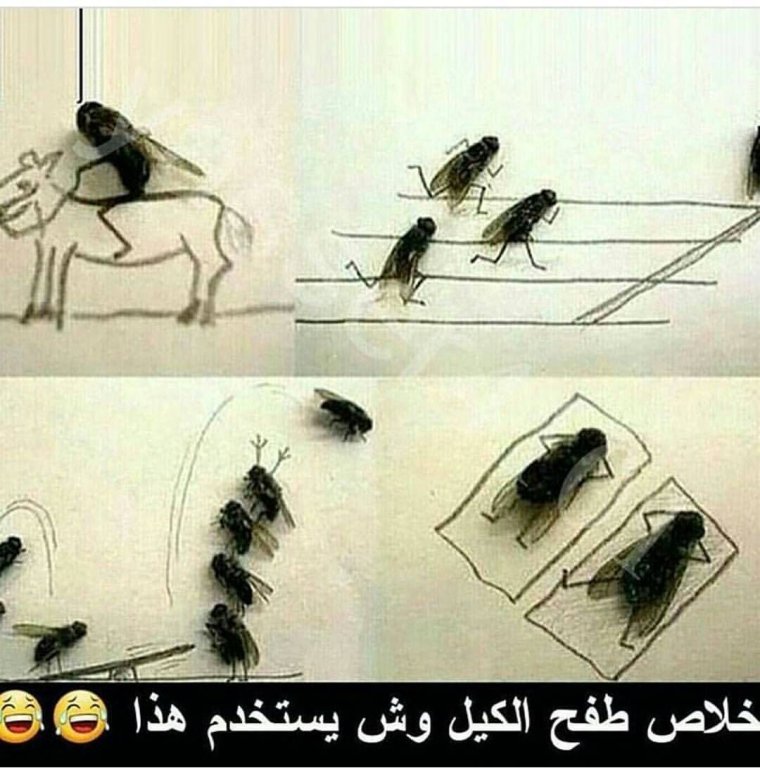 Когда на работе скучно мухи