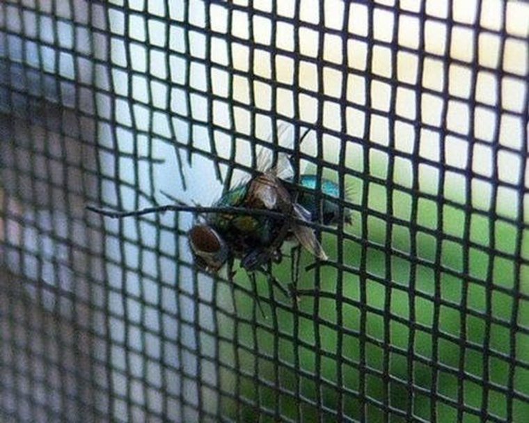 Муха в оконной раме