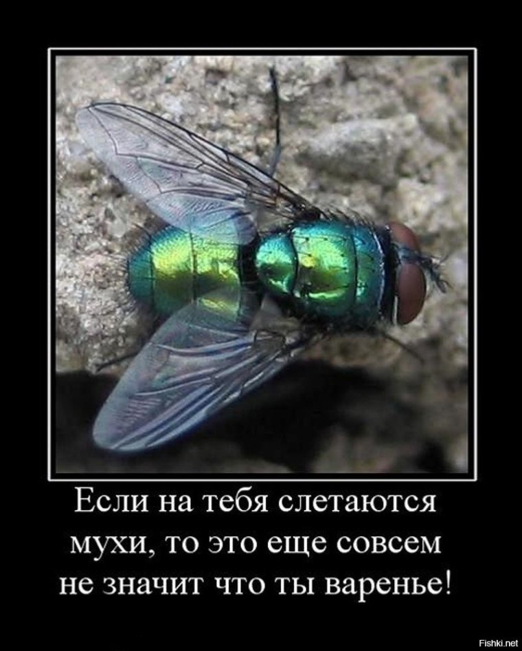 Муха навозная зеленая