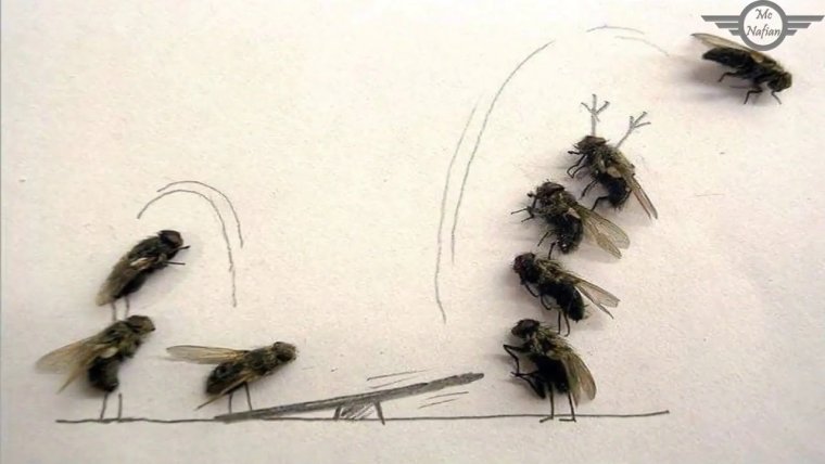 Муха прикол