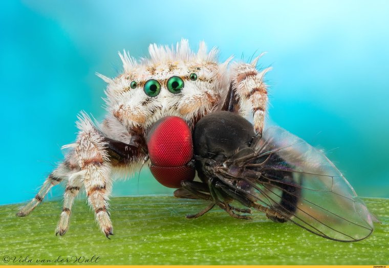 Необычные насекомые