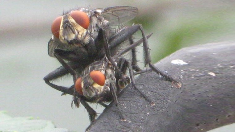 Нектарофаги мухи