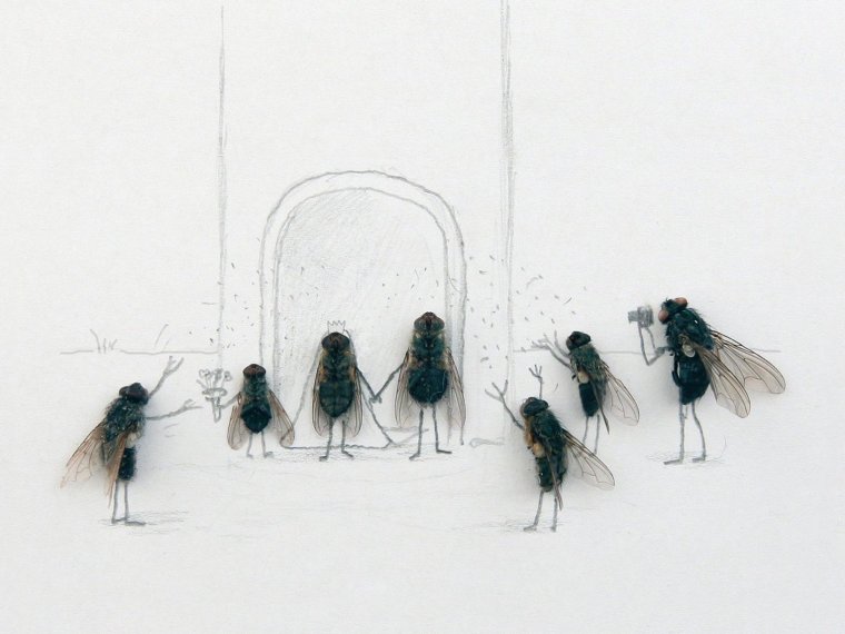 Прикольный рисунок мухи