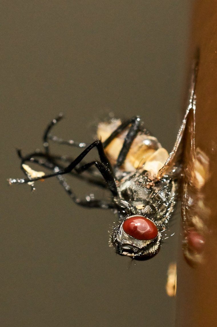 Фото с мухами приколы