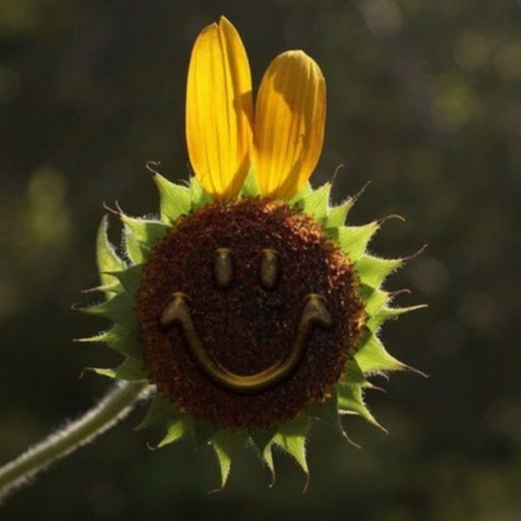 Растение улыбается