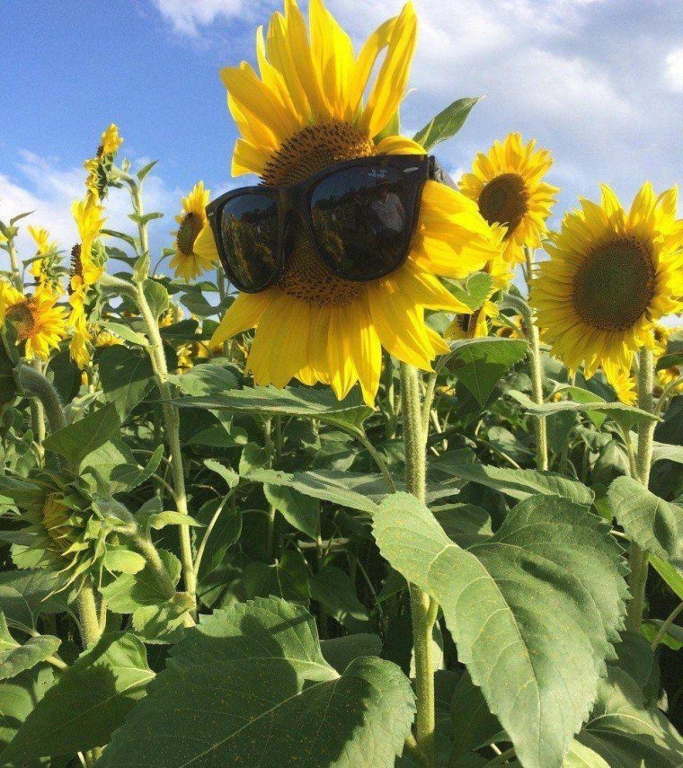 Прикольный подсолнух