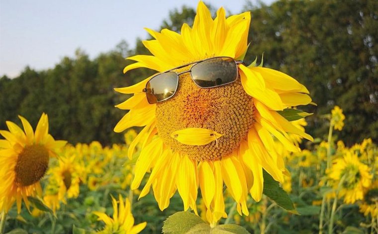 Жаркий летний день