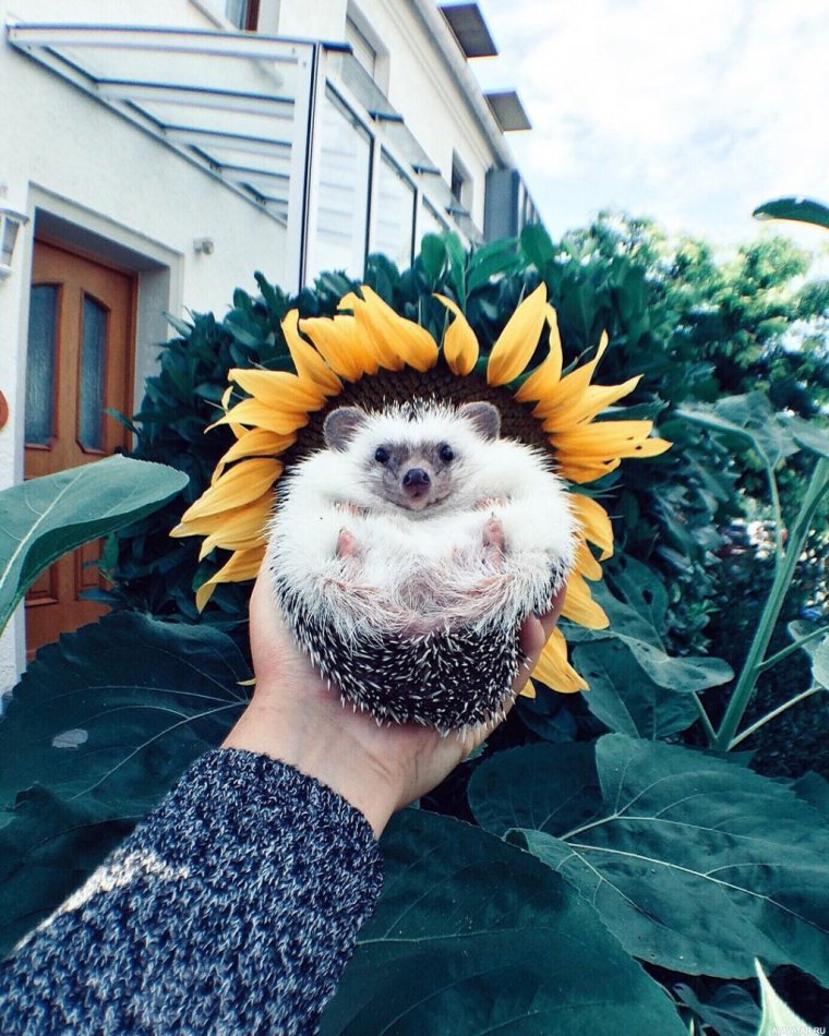 Ежик с цветами