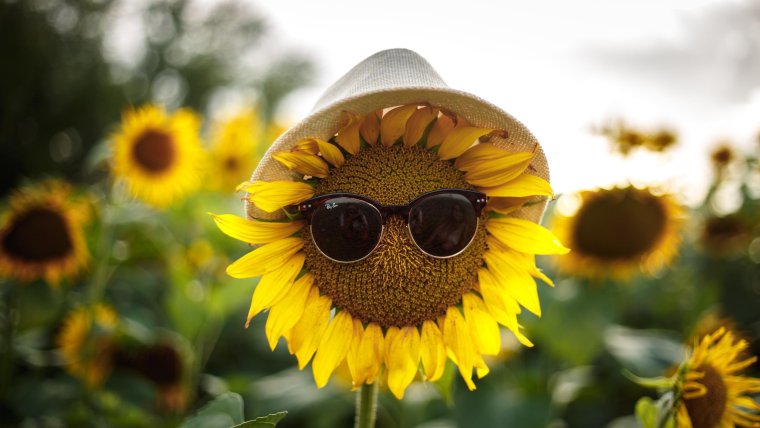 Подсолнух в солнечных очках