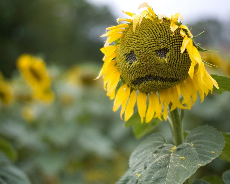 Веселые Подсолнухи