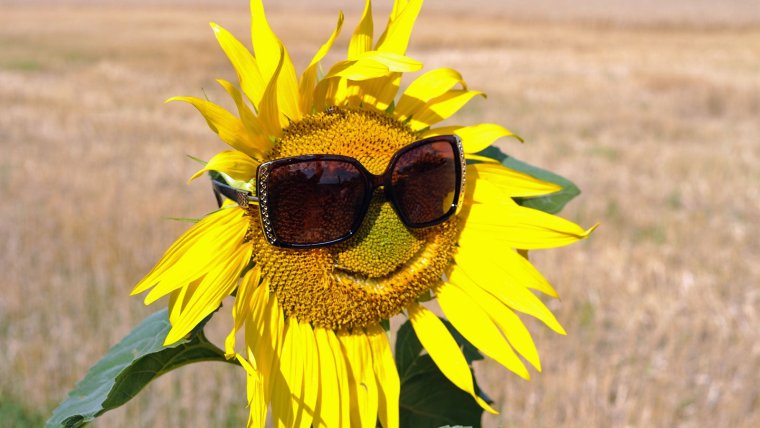 Подсолнух в очках