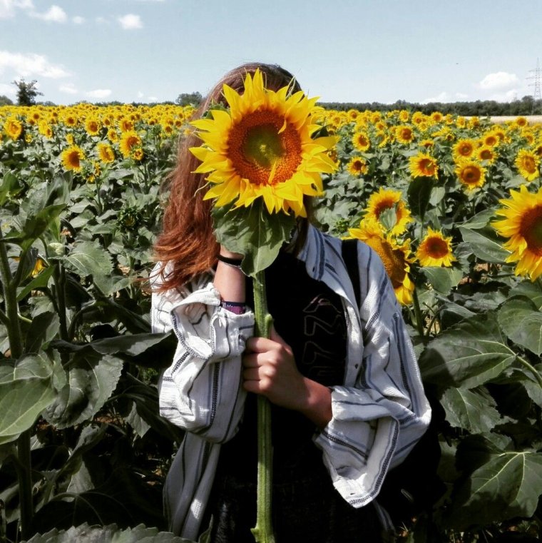 Подсолнечник и человек