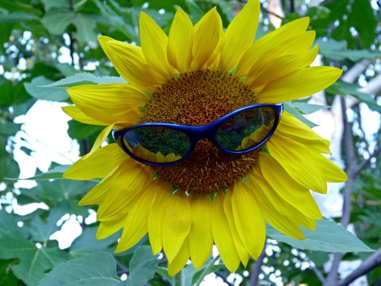 Веселые Подсолнухи