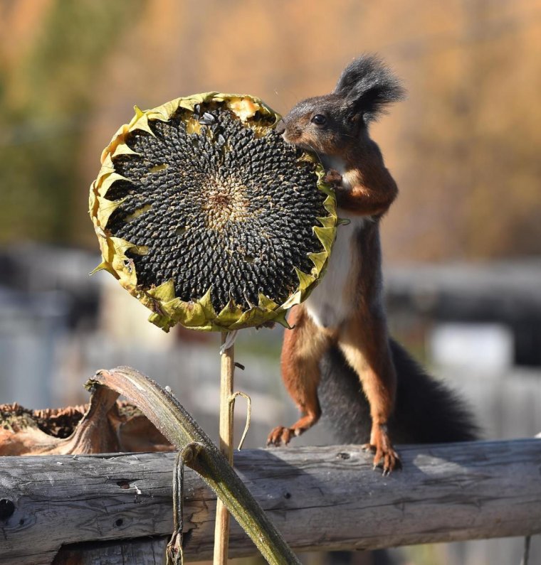 Белка и подсолнух