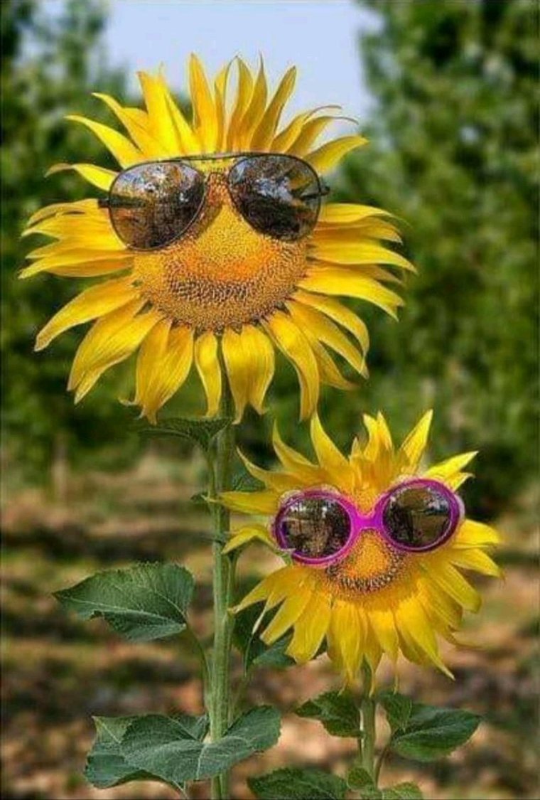 Страшный подсолнух