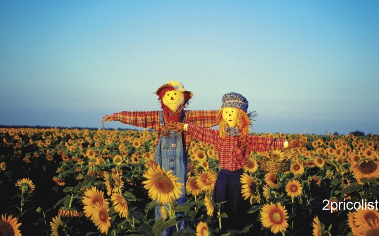 Штат Канзас Подсолнухи