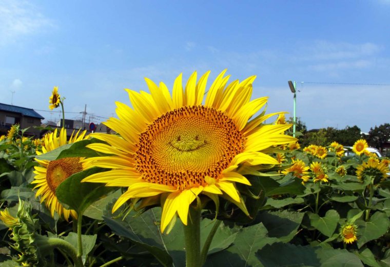 Подсолнух Гагарина 222