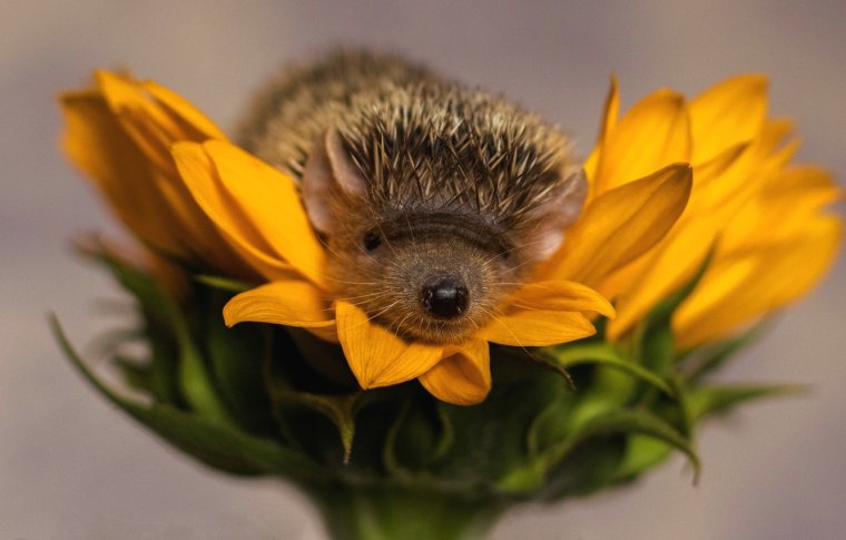 Забавные животные с цветами