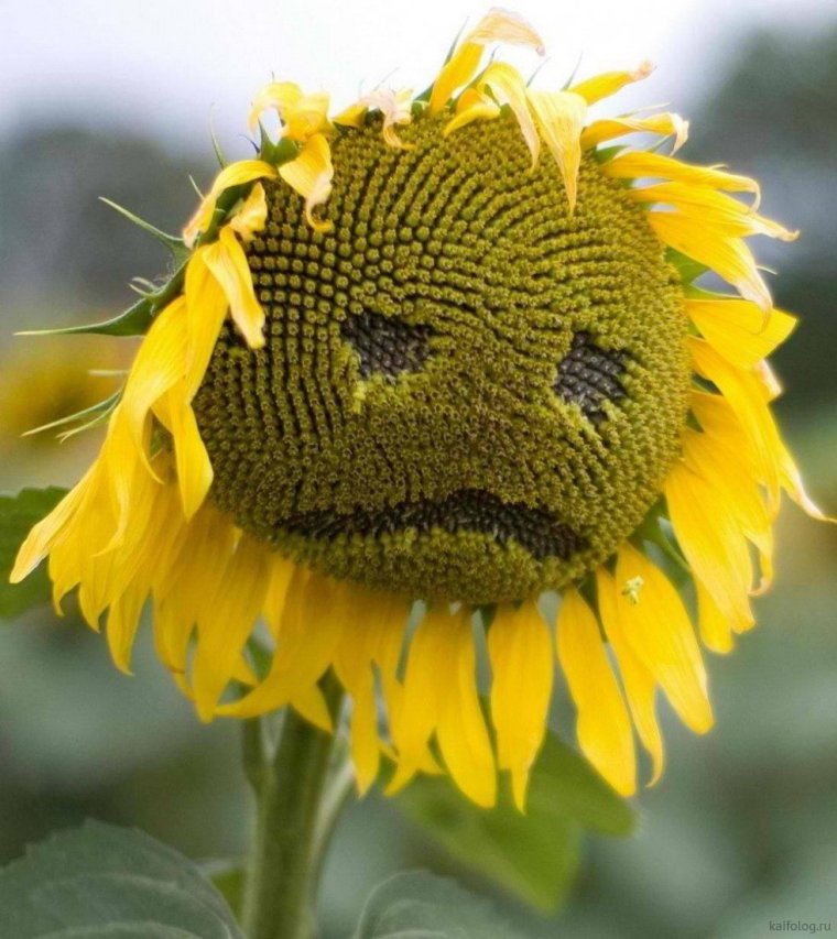Прикольный подсолнух