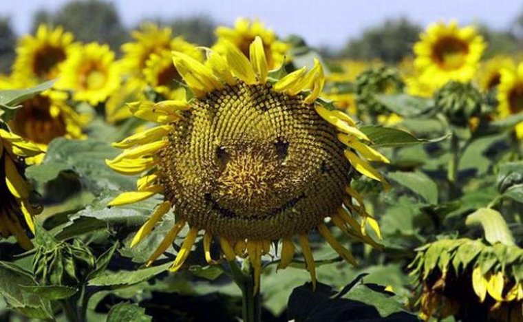 Веселые Подсолнухи