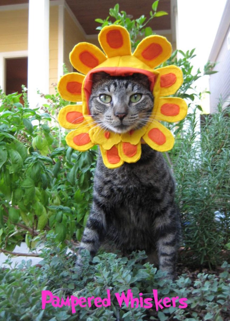 Кот в подсолнухах