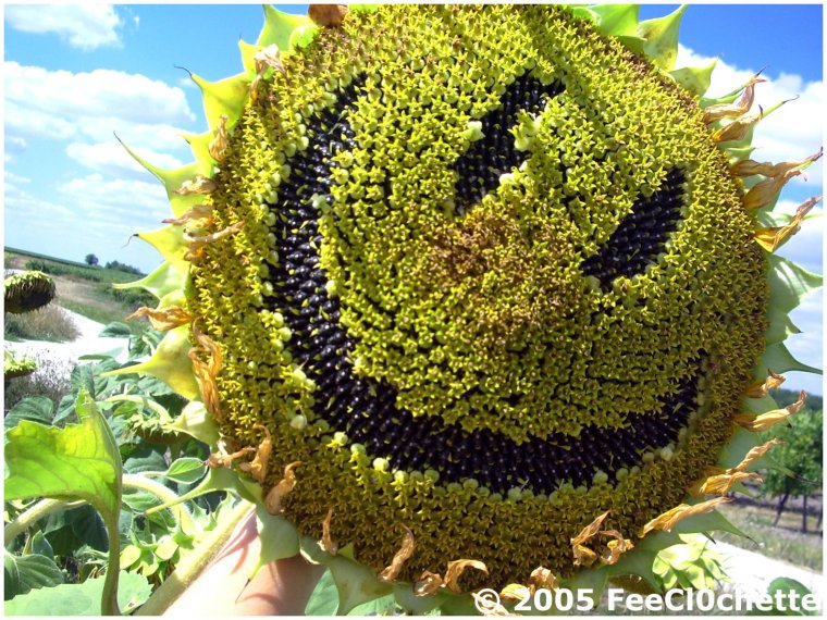 Подсолнухи юмор