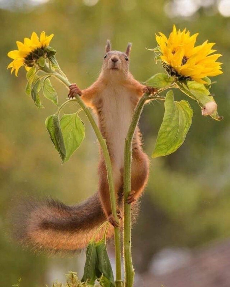 Белка нюхает цветок