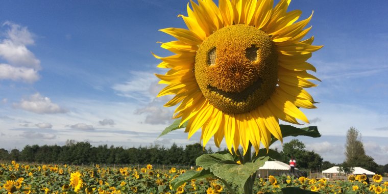 Подсолнух улыбается