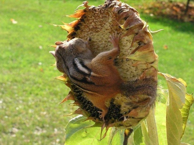 Подсолнух прикол