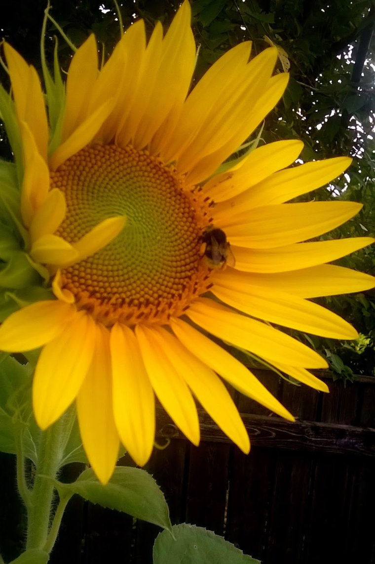 Подсолнух улыбается