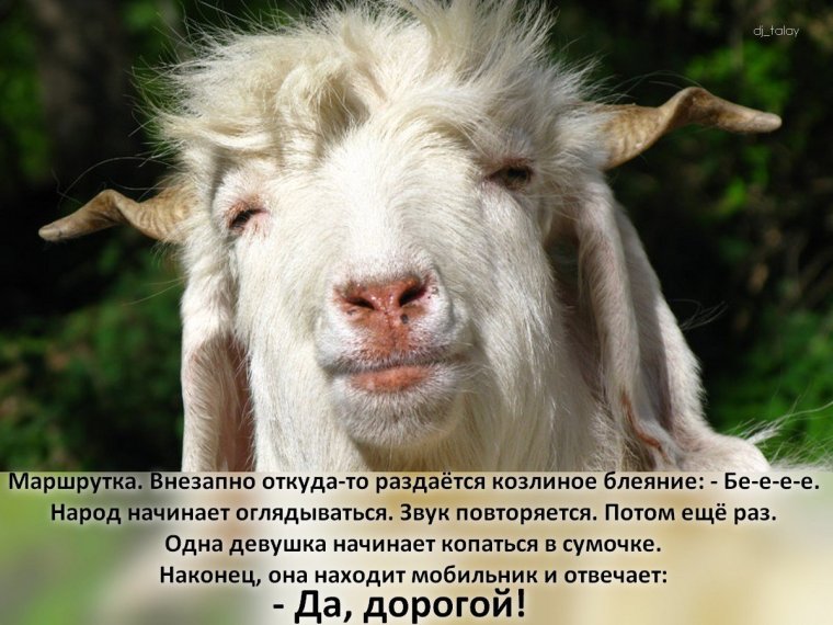 Козёл красавец