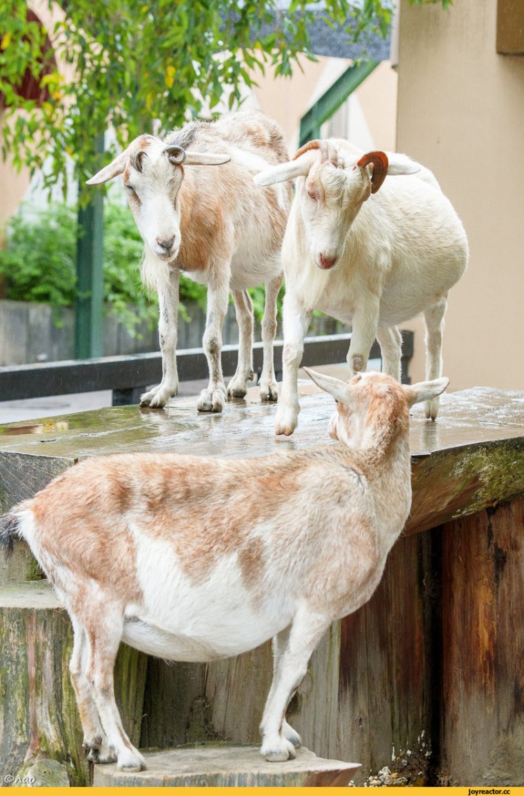 Козочка прикольная