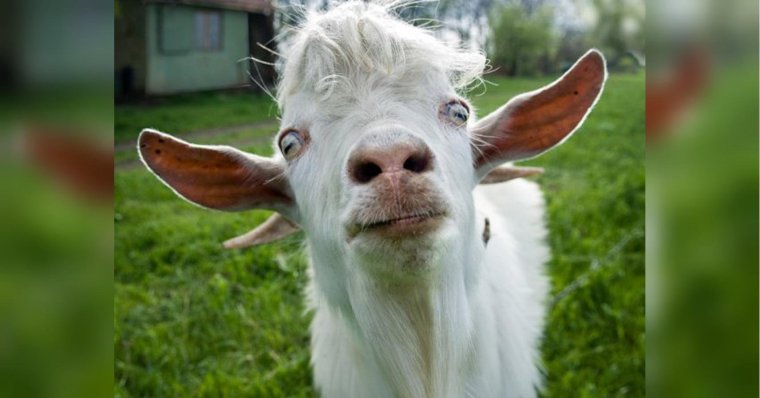 Коза ты драная