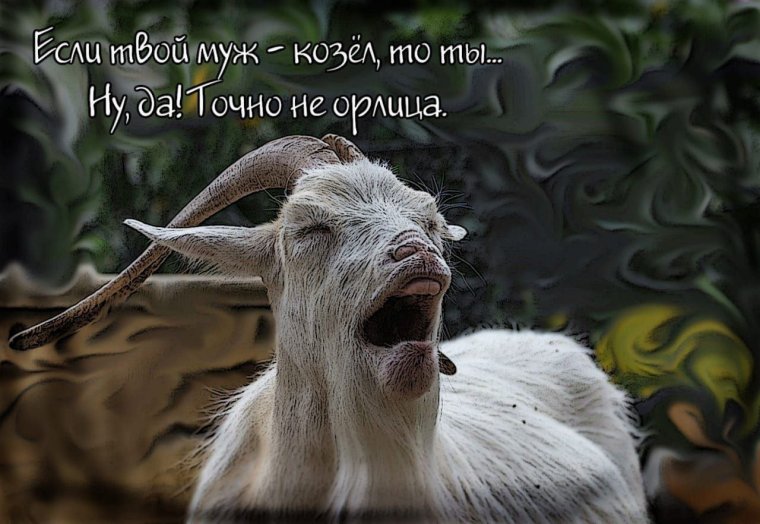 Коза прикол