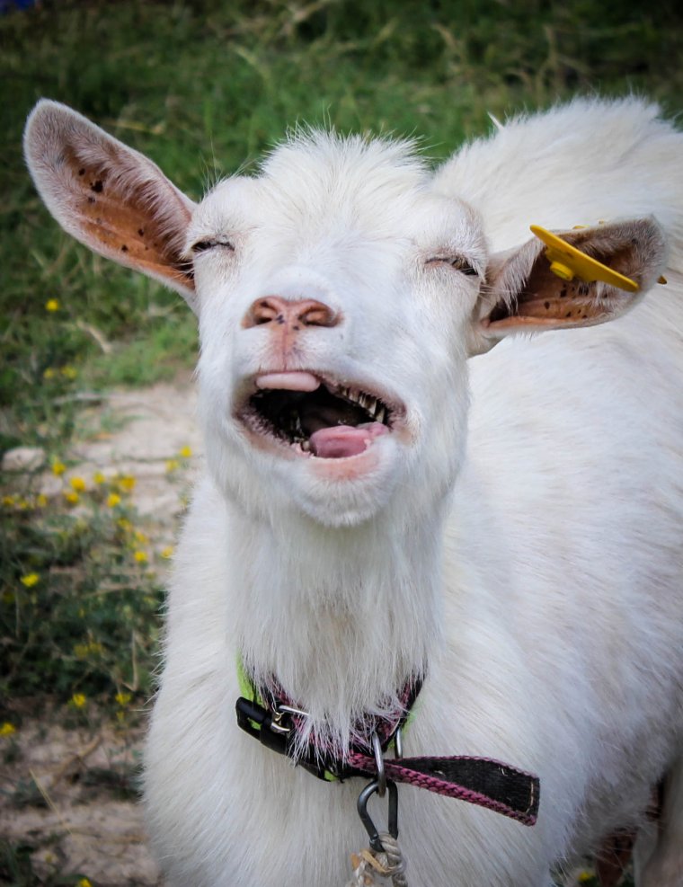 Коза улыбается