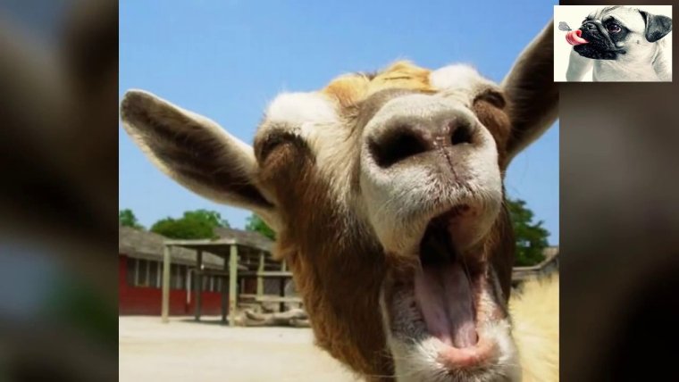 Глупая коза