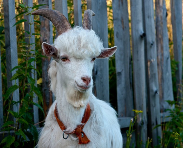 Кудрявый козел