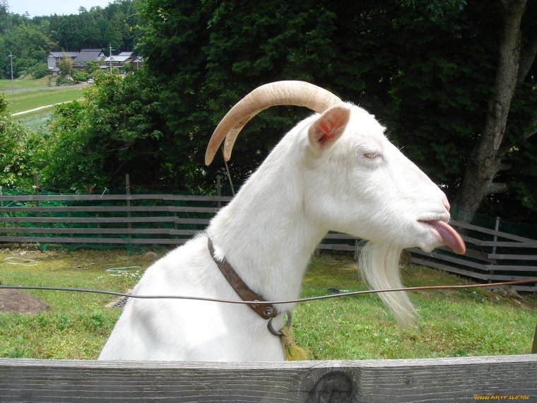 Смешной козлик