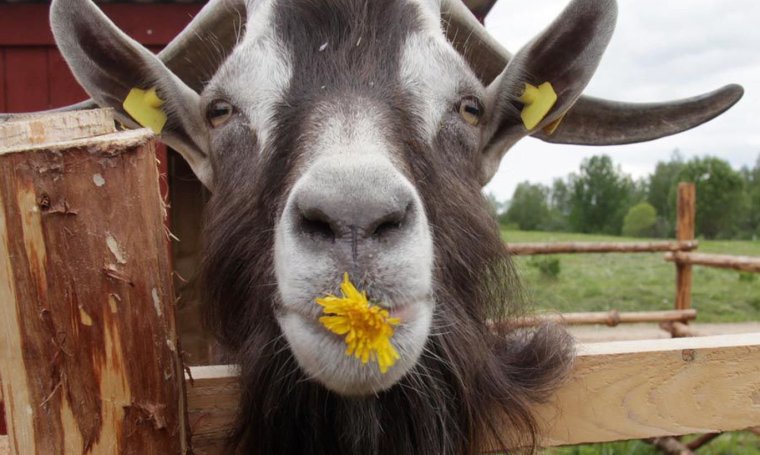 Усатый козел