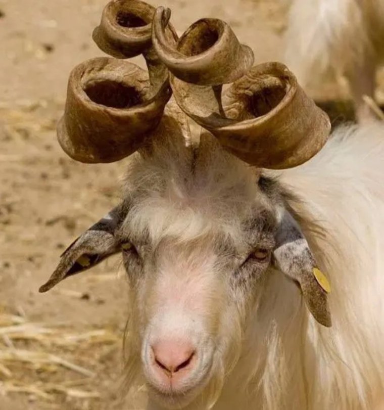 Козёл с закрученными рогами