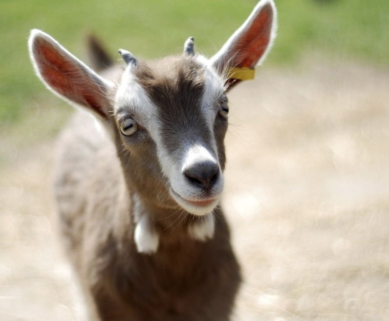 Коза улыбается