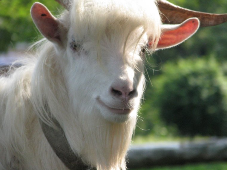 Козел с прической