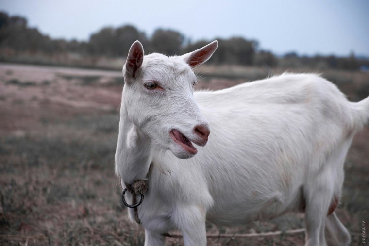 Блеянье Козлов